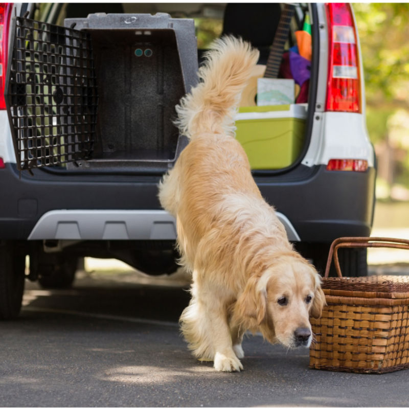 Ruff Land  Dog Kennel