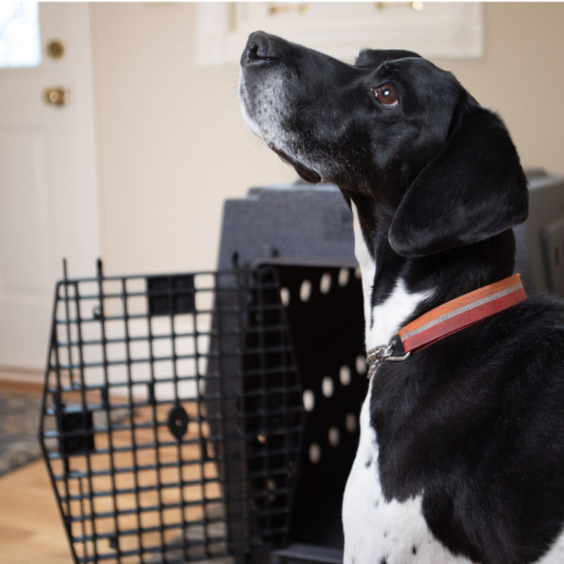 Ruff Land  Dog Kennel